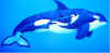 orcas.jpg (45253 bytes)